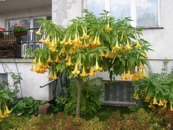 معرفی و راهنمای پرورش گیاهان زینتی فضای باز - تاتوره معطر